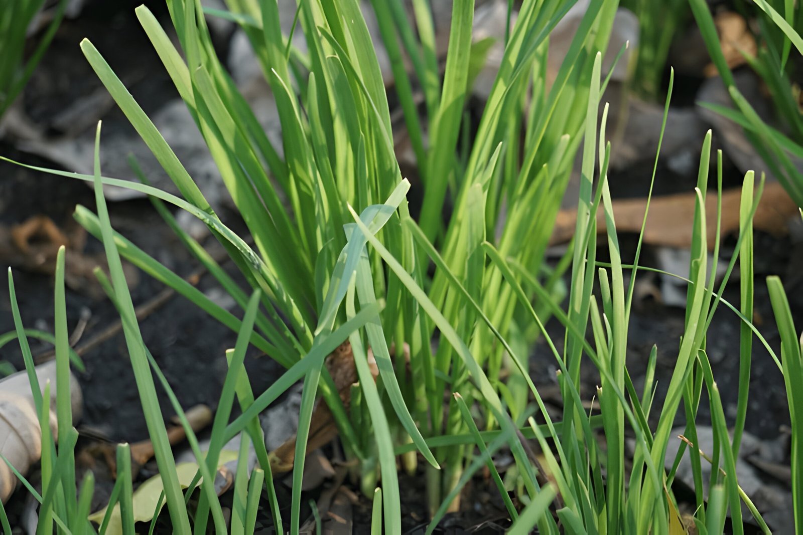 Chinese chives