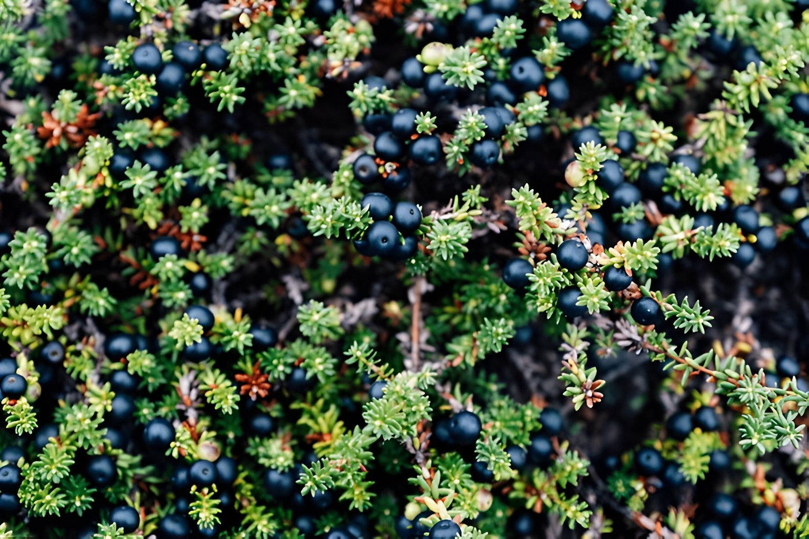 Crowberry