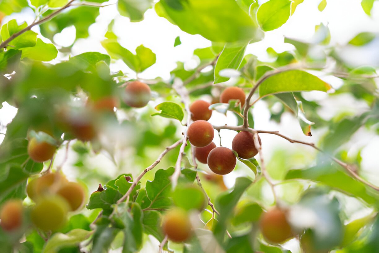 Dovyalis fruit