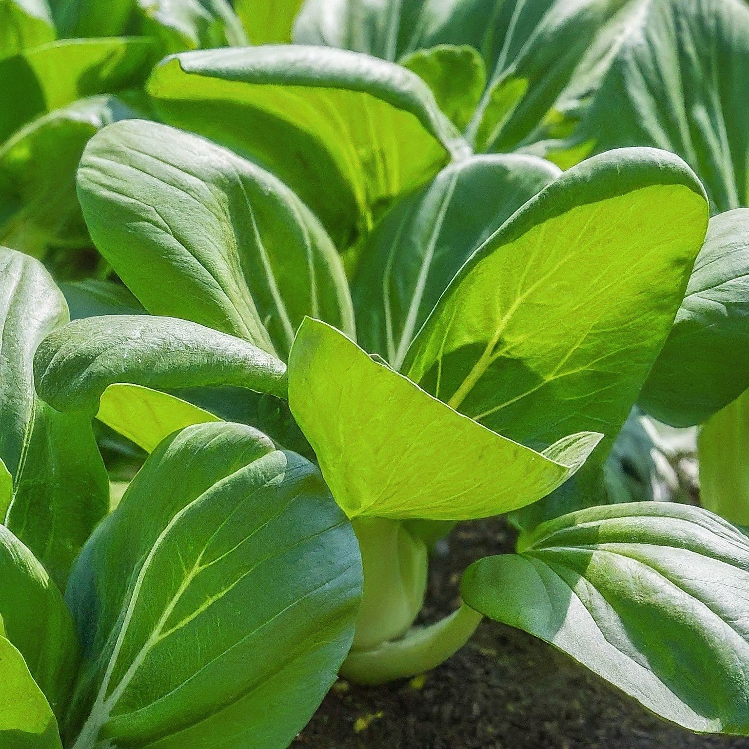 Bok choy