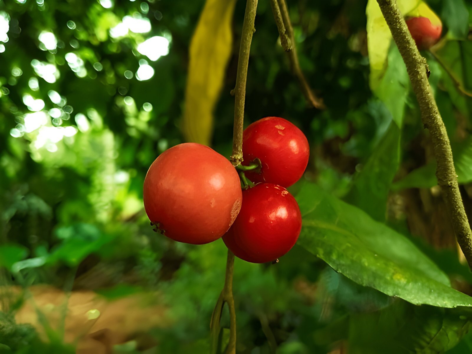 Indian prune