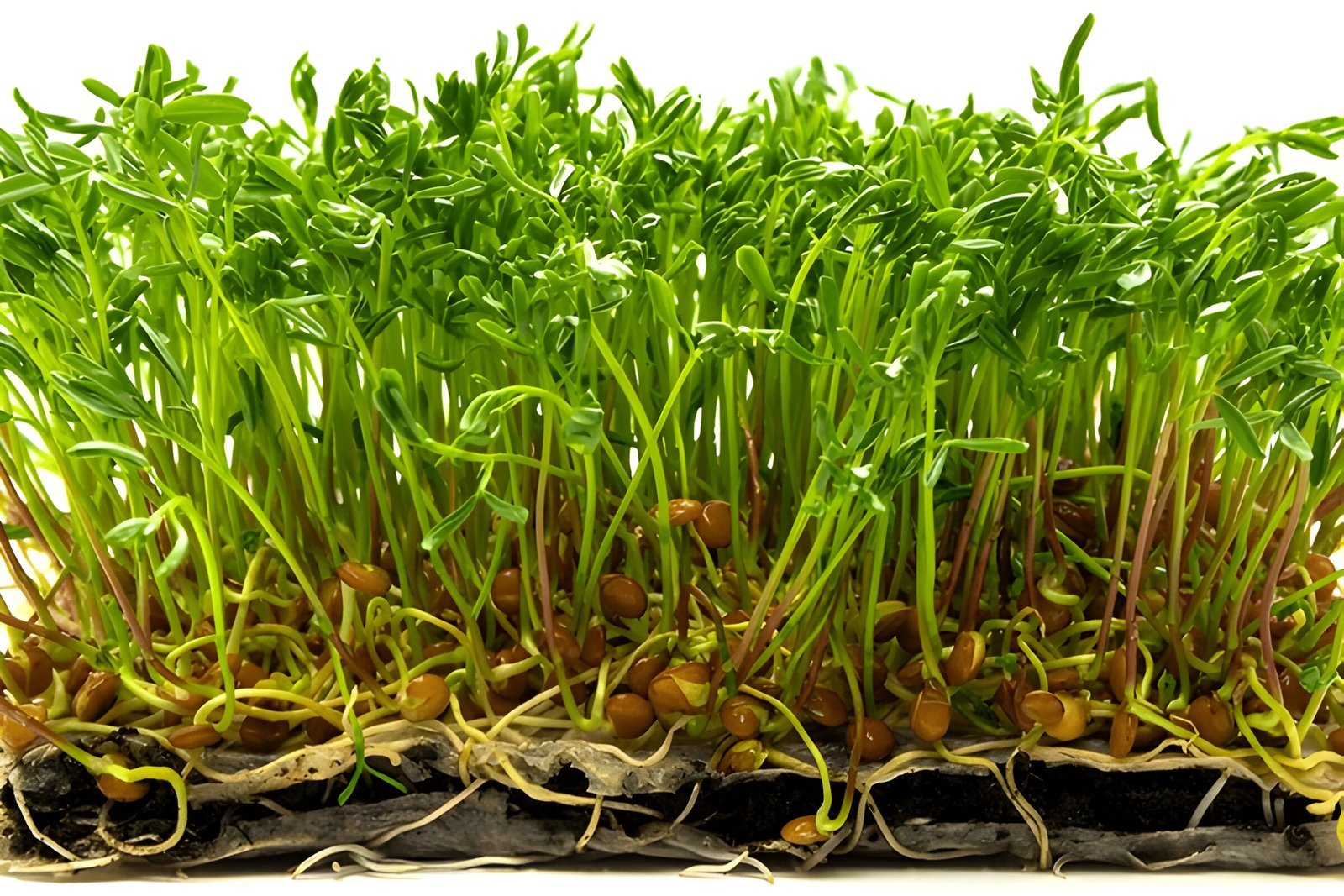 Lentil sprouts