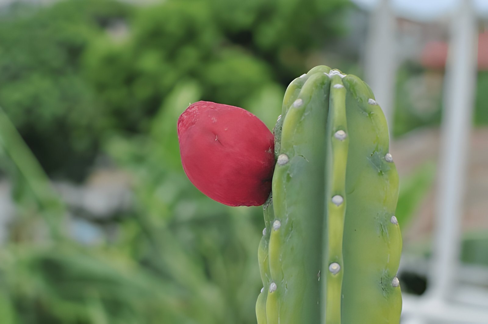 Peruvian apple cactus