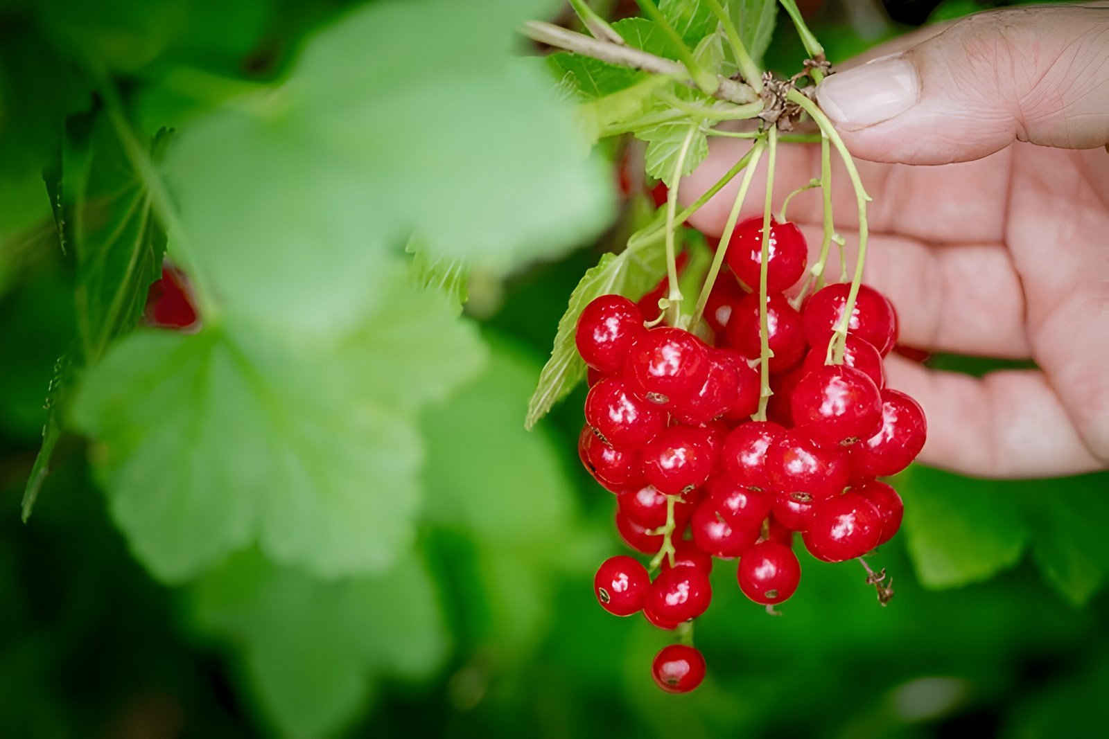 Red currant