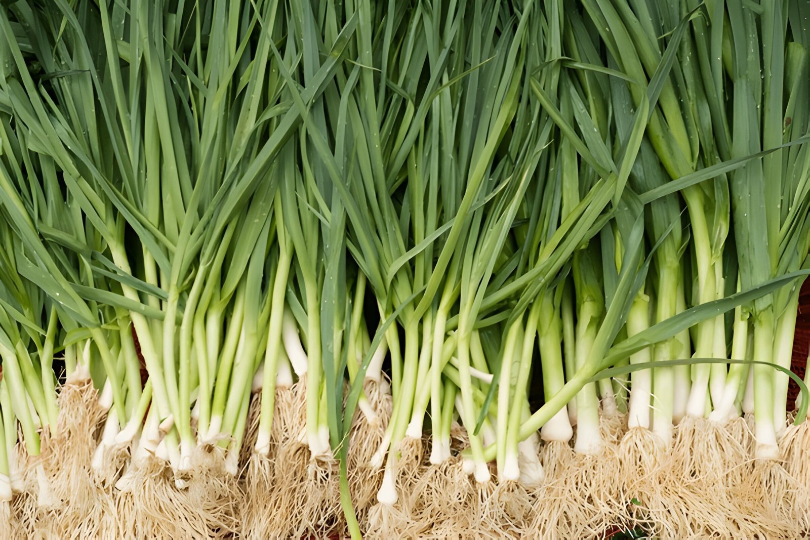 Scallion