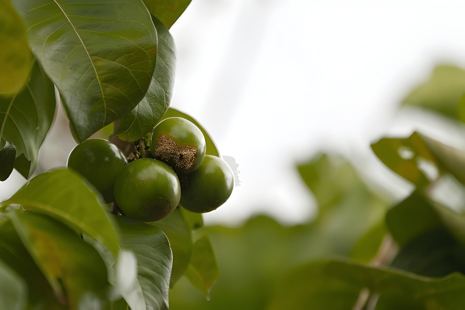 Spanish tamarind