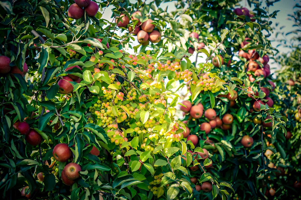 Fruit salad tree